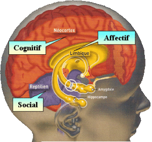cerveau limbique